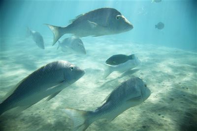 Fische in Coral Bay